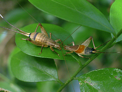 ヤエヤマカネタタキのペア ヤエヤマカネタタキのペア