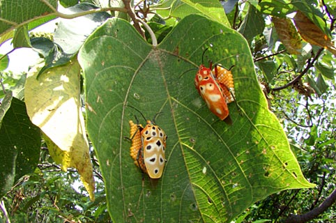 アカギカメムシ アカギカメムシ