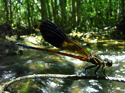 コナカハグロトンボ成熟雄 コナカハグロトンボ成熟雄