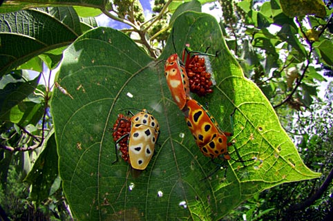 アカギカメムシ アカギカメムシ