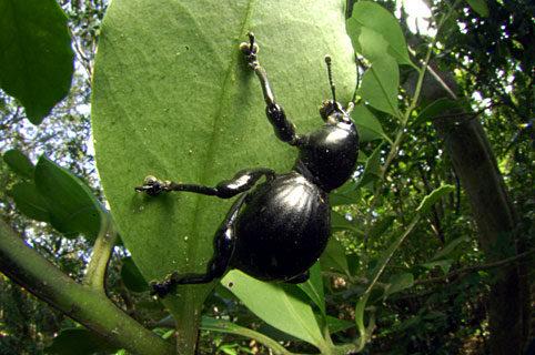 クロカタゾウムシ クロカタゾウムシ