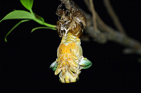 クマゼミ クマゼミ