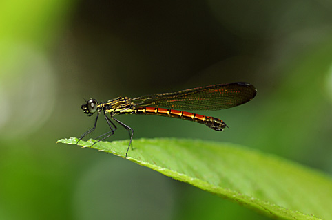 ヤエヤマハナダカトンボ ヤエヤマハナダカトンボ