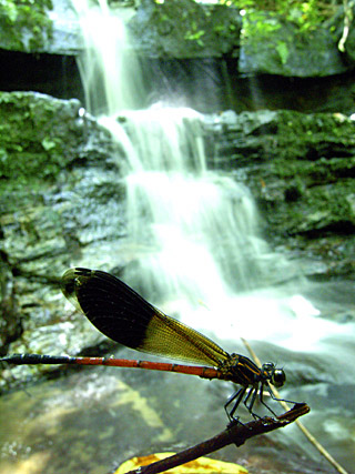 コナカハグロトンボ コナカハグロトンボ