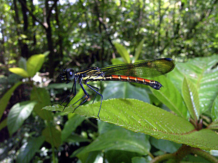 ヤエヤマハナダカトンボ ヤエヤマハナダカトンボ