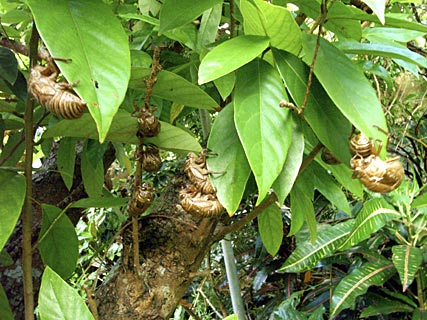 クマゼミの抜け殻 クマゼミの抜け殻