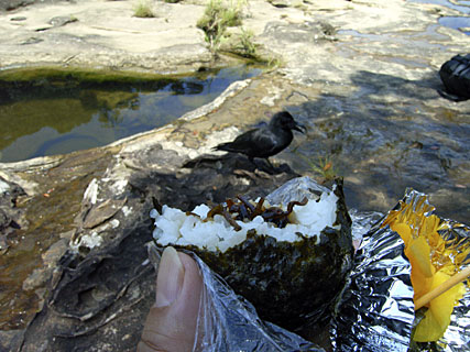 オサハシブトガラス オサハシブトガラス