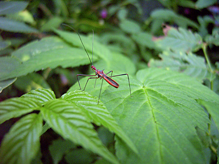 キベリヒゲナガサシガメ キベリヒゲナガサシガメ