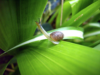 ウスカワマイマイ? ウスカワマイマイ?