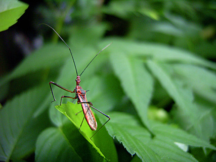 キベリヒゲナガサシガメ キベリヒゲナガサシガメ