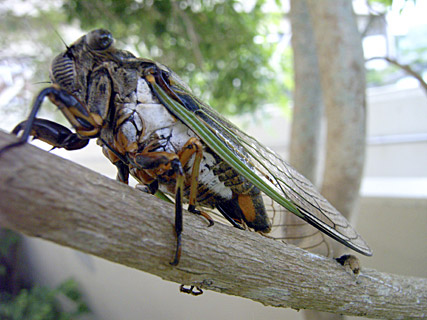 産卵するクマゼミ 産卵するクマゼミ