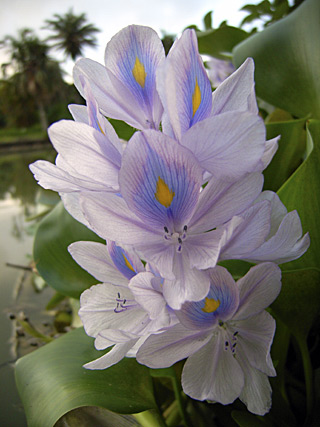 ホテイアオイ ホテイアオイ