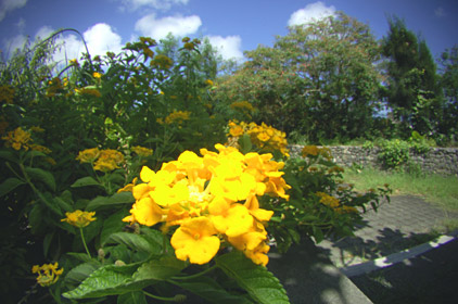夏空のキバナランタナ 夏空のキバナランタナ