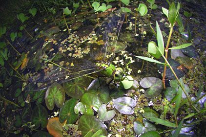 産卵するリュウキュウギンヤンマ 産卵するリュウキュウギンヤンマ