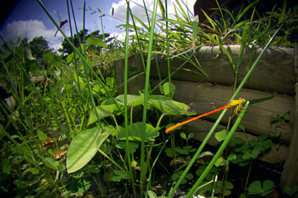 リュウキュウベニイトトンボ リュウキュウベニイトトンボ