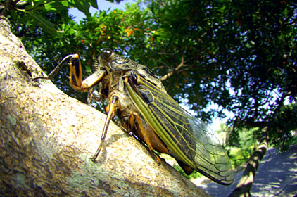 クマゼミ クマゼミ