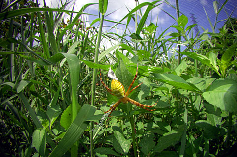 ナガマルコガネグモ ナガマルコガネグモ