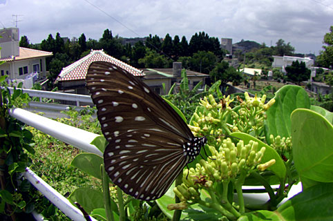 ツマムラサキマダラ雌 ツマムラサキマダラ雌