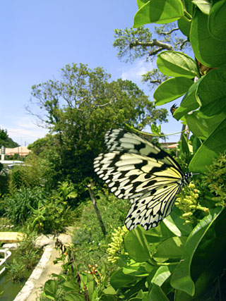 オオゴマダラ オオゴマダラ