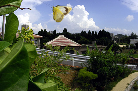 ナミエシロチョウ雌 ナミエシロチョウ雌