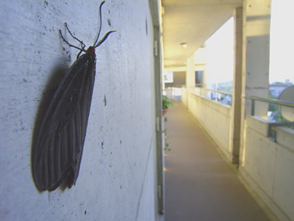 クロツバメ クロツバメ