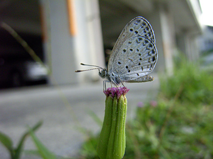 ヤマトシジミ ヤマトシジミ