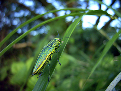 アオムネスジタマムシ アオムネスジタマムシ