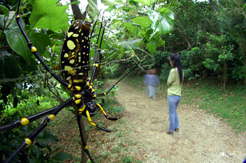 オオジョロウグモ オオジョロウグモ