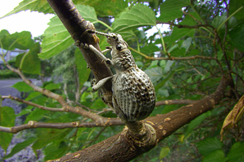 オキナワクワゾウムシ オキナワクワゾウムシ