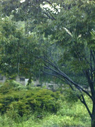 土砂降り 土砂降り