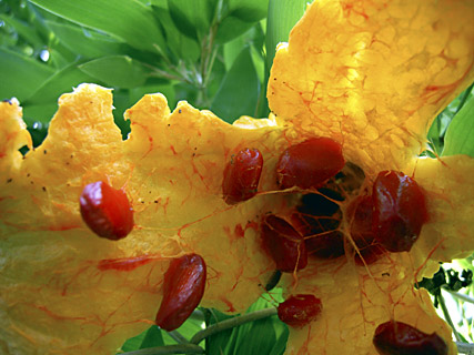 ニガウリの実と種 ニガウリの実と種