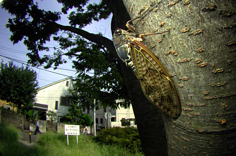 アブラゼミ アブラゼミ