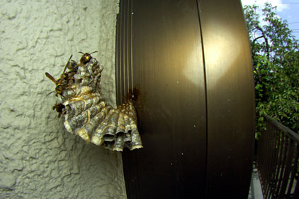 アシナガバチの巣