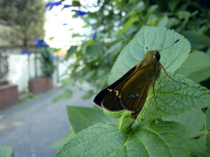 イチモンジセセリ