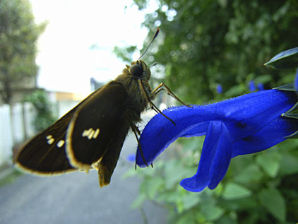 イチモンジセセリ
