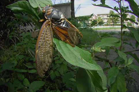 アブラゼミ交尾ペア アブラゼミ交尾ペア