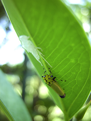 ツマグロオオヨコバイ羽化直後 ツマグロオオヨコバイ羽化直後