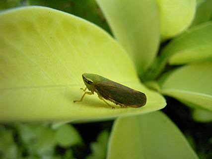 オサヨコバイ オサヨコバイ