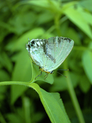 イワカワシジミ イワカワシジミ