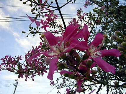 トックリキワタ トックリキワタ