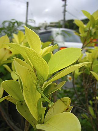 ハラビロカマキリ幼虫 ハラビロカマキリ幼虫