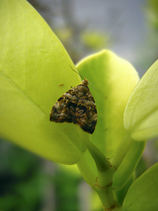ガジュマルハマキモドキ ガジュマルハマキモドキ