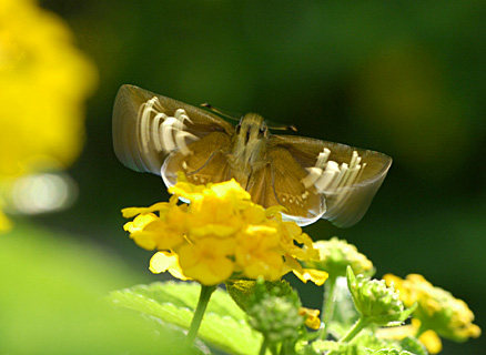 イチモンジセセリ イチモンジセセリ
