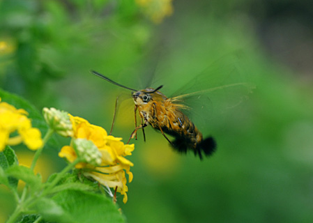 リュウキュウオオスカシバ リュウキュウオオスカシバ