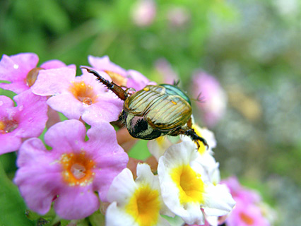 オキナワマメコガネ オキナワマメコガネ