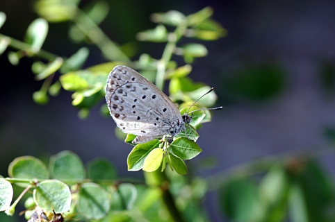 ヤマトシジミ ヤマトシジミ