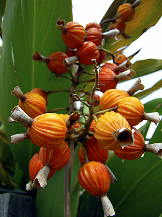 ゲットウの実 ゲットウの実