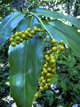 アオノクマタケラン実 アオノクマタケラン実