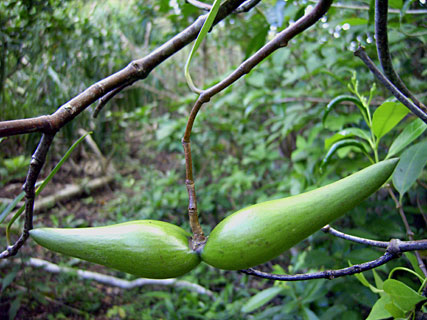 サカキカズラ実 サカキカズラ実
