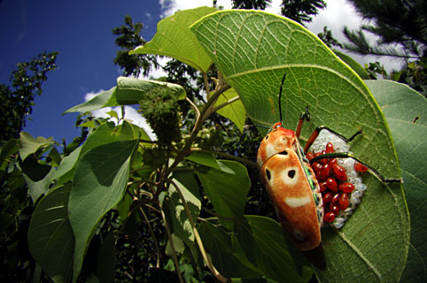 幼虫を保護するアカギカメムシ 幼虫を保護するアカギカメムシ
